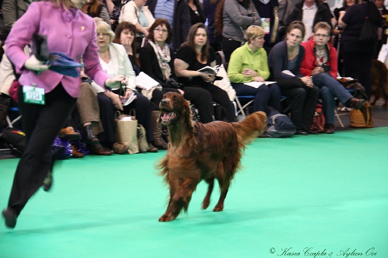 Crufts2011 718.jpg